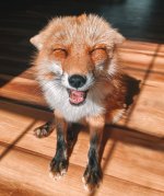 cute fox.jpg